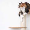 How to Stop Cat from Scratching Furniture: 6 Solutions to Try