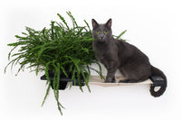 Grey cat sitting on Planter Lounge in Onyx finish bamboo and Natural canvas fabric hammock.